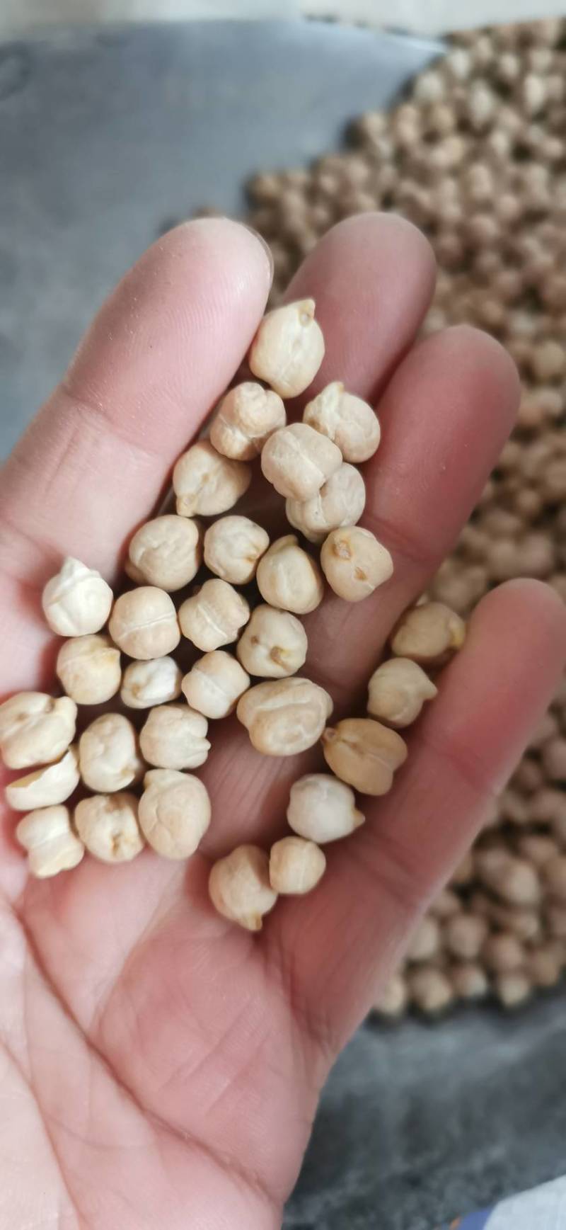 鹰嘴豆大货批发零售产地直发量大从优一手货源