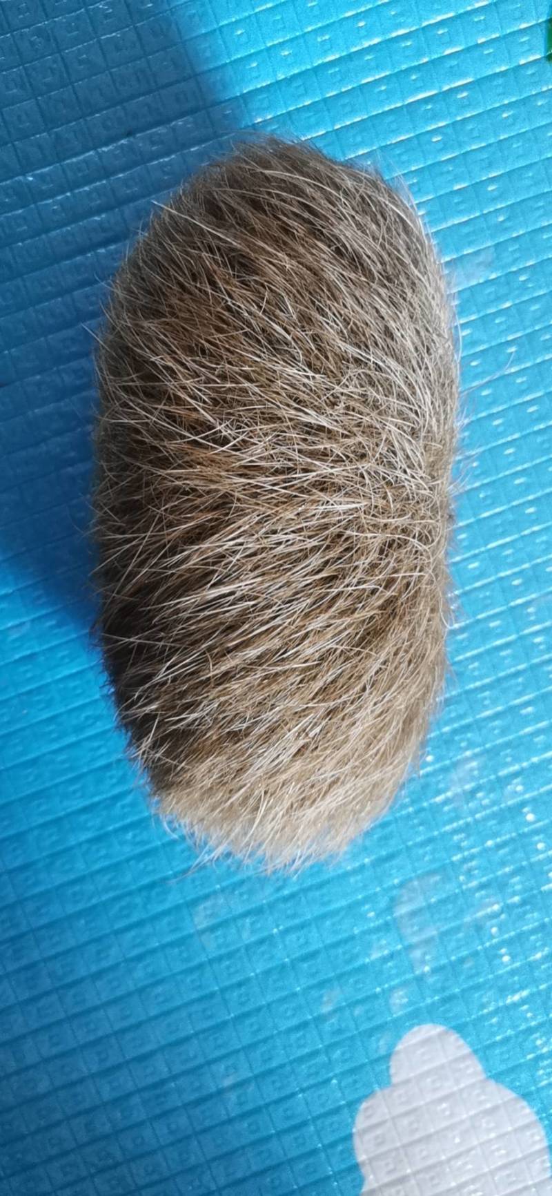 自家杀年猪，在猪肚子里面的。