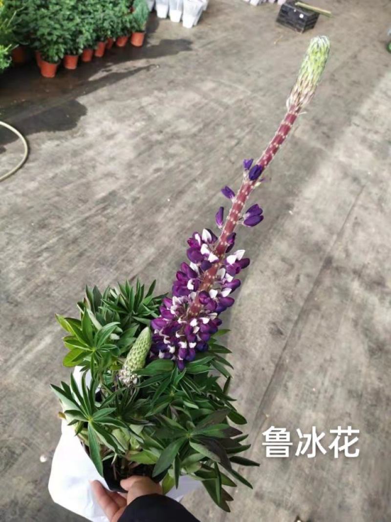 160#鲁冰花一件20盆实物实拍图基地直发发货标准参考如
