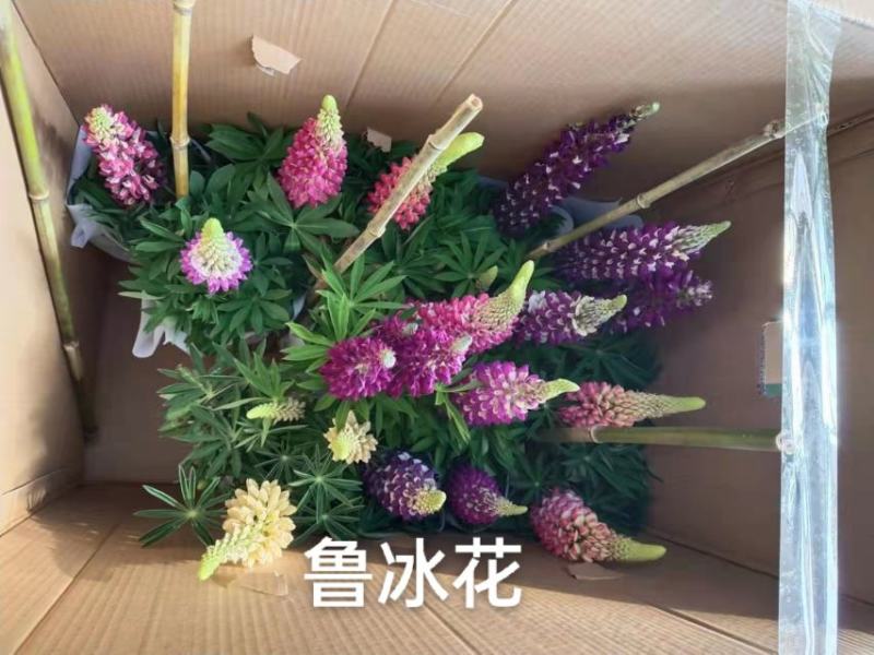 160#鲁冰花一件20盆实物实拍图基地直发发货标准参考如