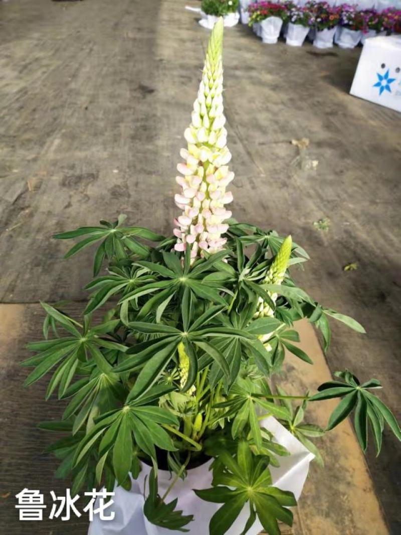 160#鲁冰花一件20盆实物实拍图基地直发发货标准参考如