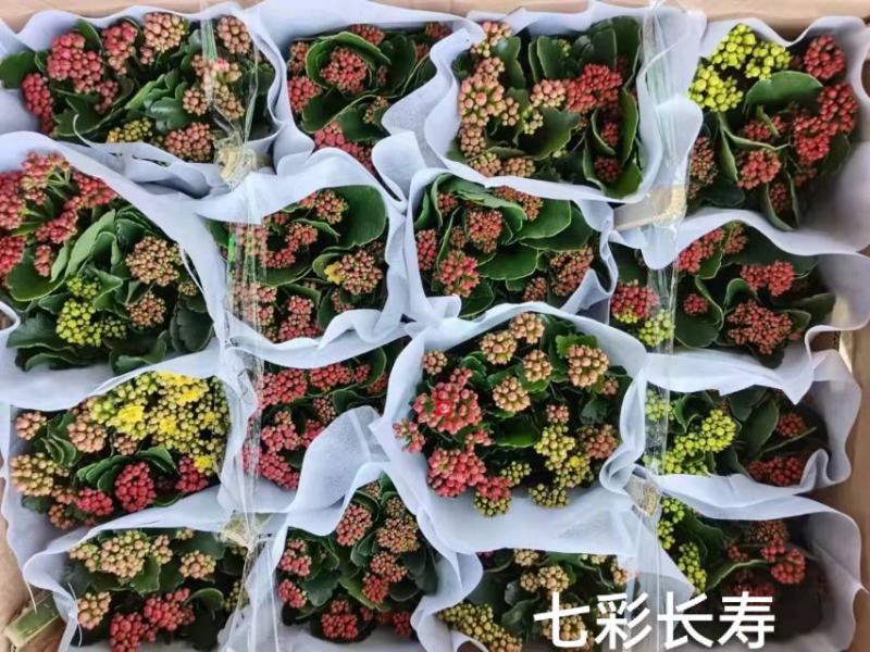 16#七彩长寿高品质出货一箱16装基地直发发货标准参考如