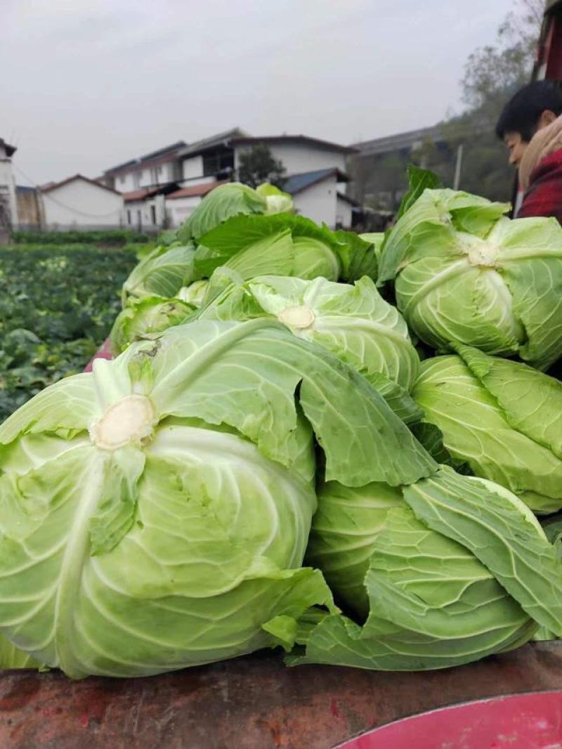 四川扁包菜。富士春，新品上市！物美价廉！