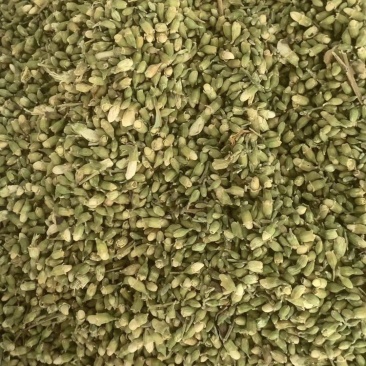 槐米【包邮】三斤起发货可批量可零售量大从优