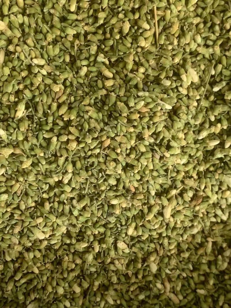 槐米【包邮】三斤起发货可批量可零售量大从优