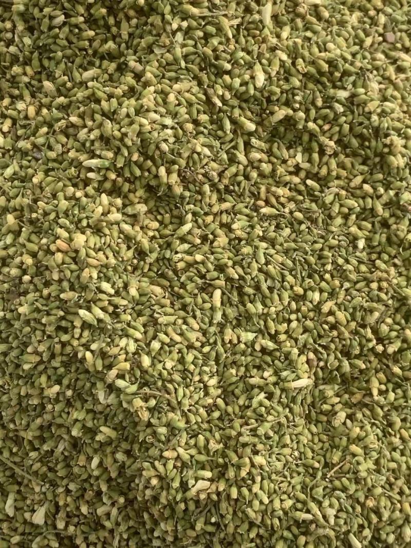 槐米【包邮】三斤起发货可批量可零售量大从优