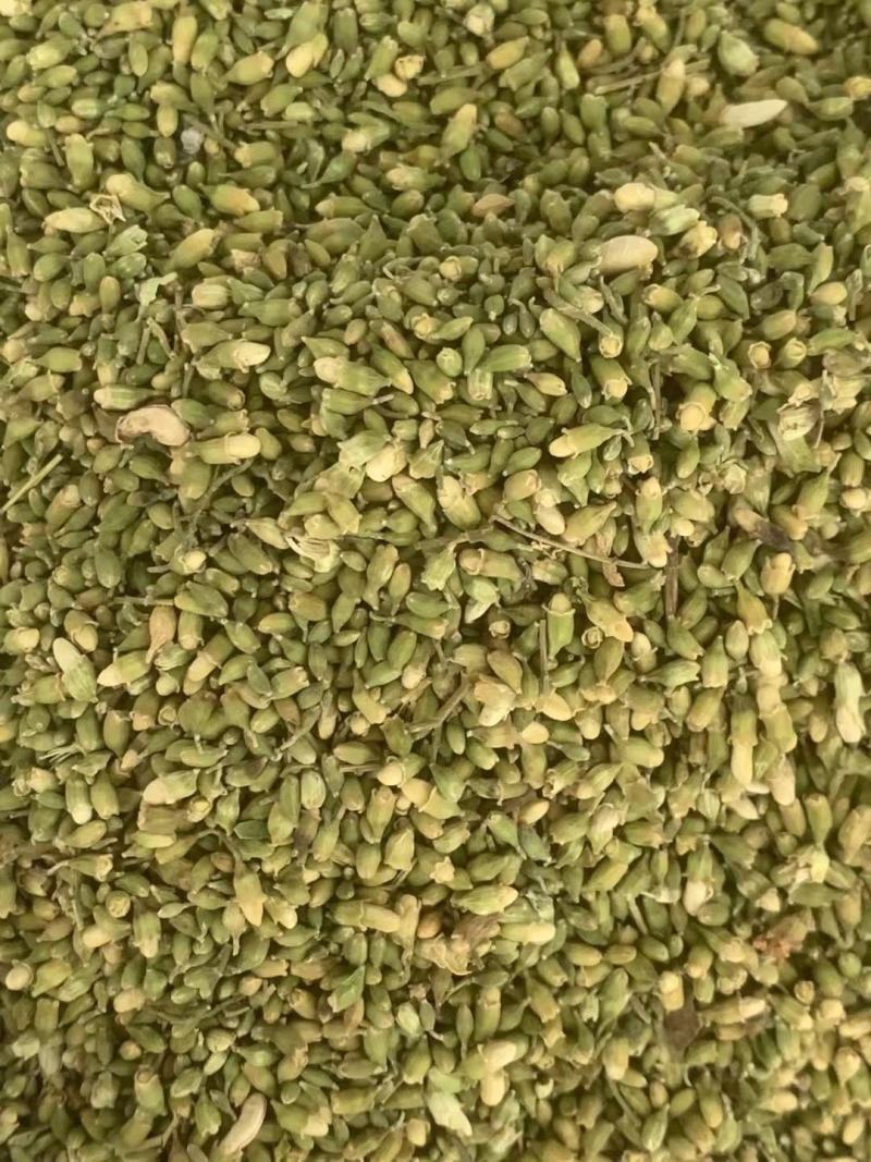 槐米【包邮】三斤起发货可批量可零售量大从优