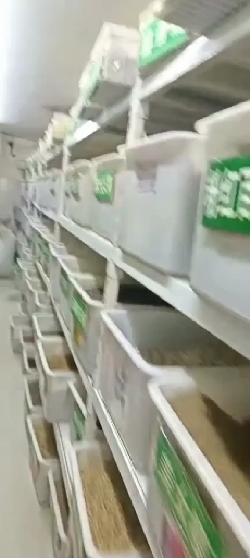 沙打旺种子牧草种子四季绿肥防沙固土护坡耐寒耐旱