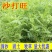 沙打旺种子牧草种子四季绿肥防沙固土护坡耐寒耐旱