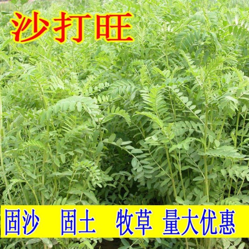 沙打旺种子牧草种子四季绿肥防沙固土护坡耐寒耐旱