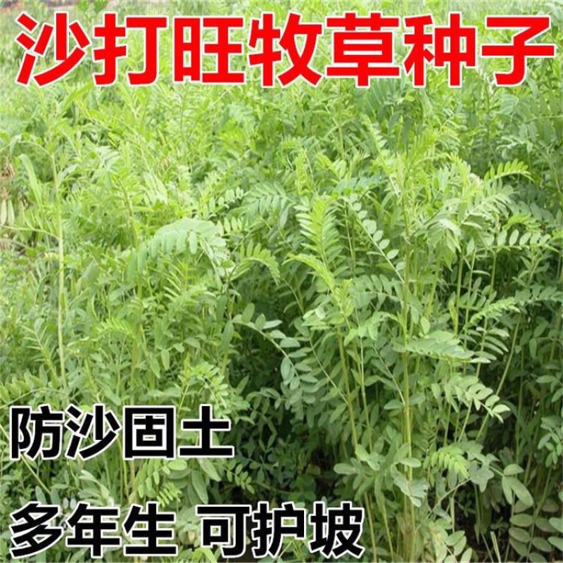 沙打旺种子牧草种子四季绿肥防沙固土护坡耐寒耐旱