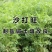 沙打旺种子牧草种子四季绿肥防沙固土护坡耐寒耐旱