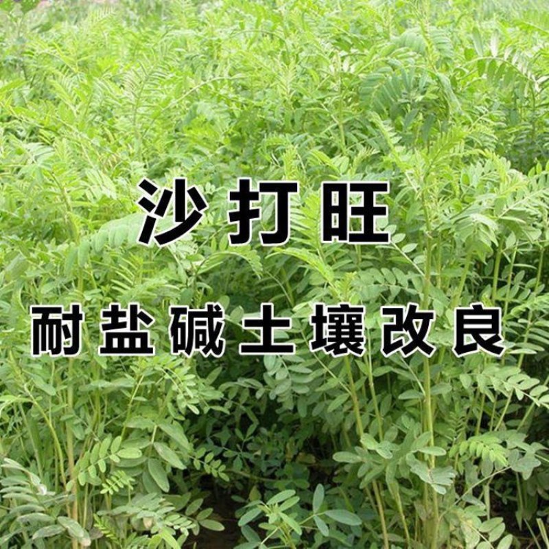 沙打旺种子牧草种子四季绿肥防沙固土护坡耐寒耐旱