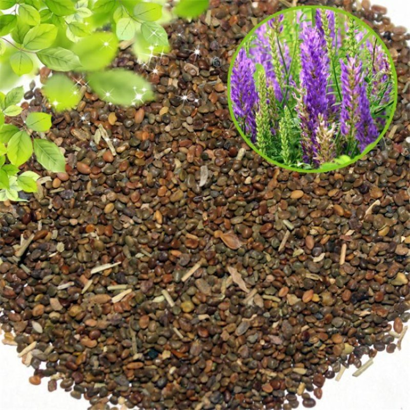 沙打旺种子牧草种子四季绿肥防沙固土护坡耐寒耐旱