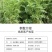 沙打旺种子牧草种子四季绿肥防沙固土护坡耐寒耐旱