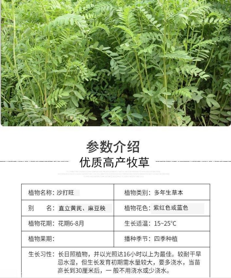 沙打旺种子牧草种子四季绿肥防沙固土护坡耐寒耐旱