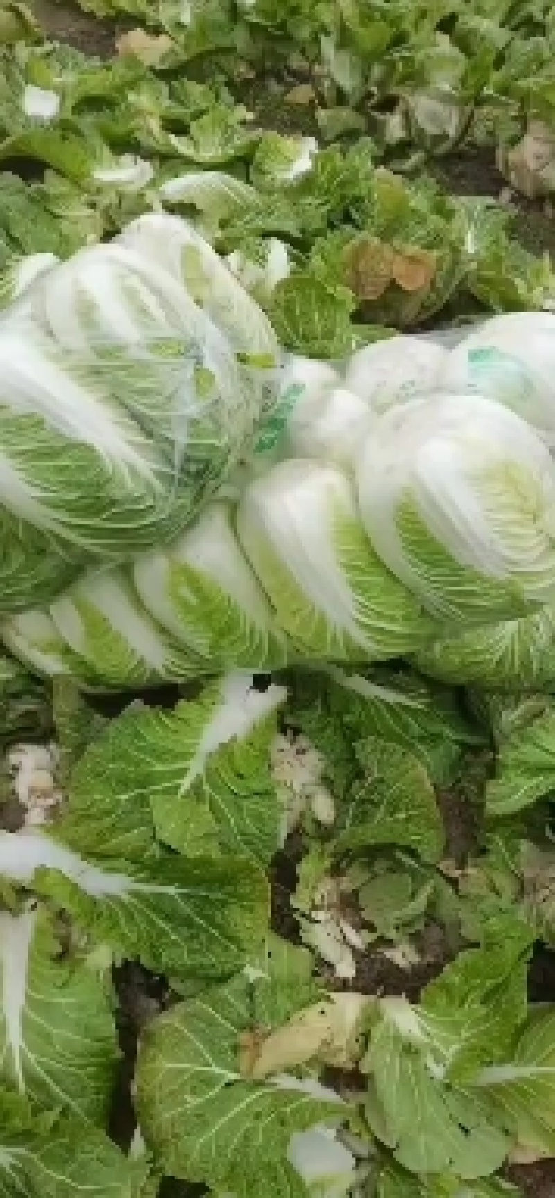 湖北潜江黄心大白菜现以热销中，需要的老板赶紧联系