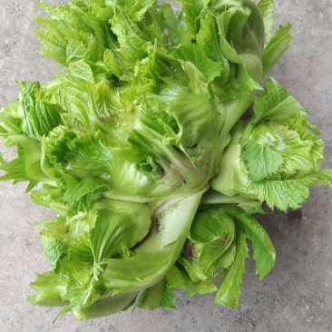 产地直发，新鲜儿菜