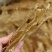 100头鳕鱼胶花胶产自北欧渔场淡干货发量高足干颜色好味道