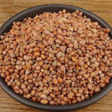 莱菔子炒莱菔子中药材批发莱菔子质量保证量大从优