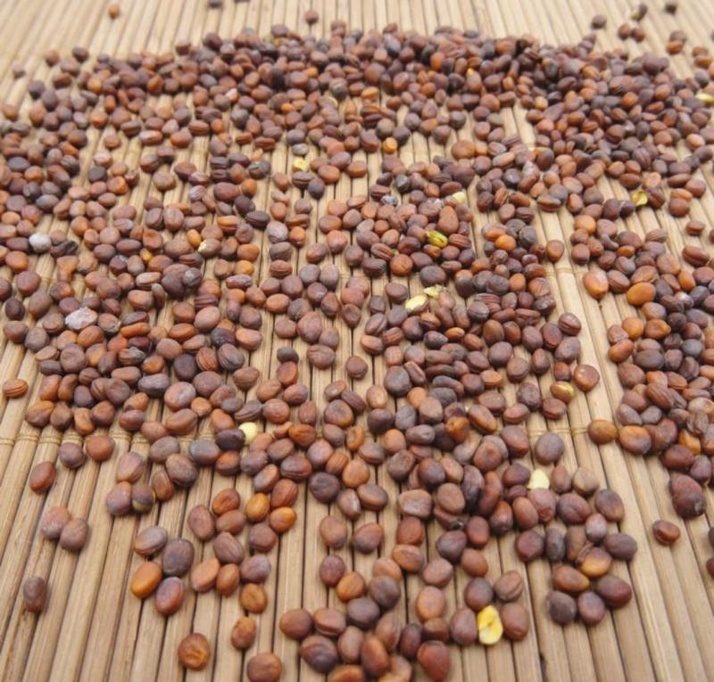 莱菔子炒莱菔子中药材批发莱菔子质量保证量大从优