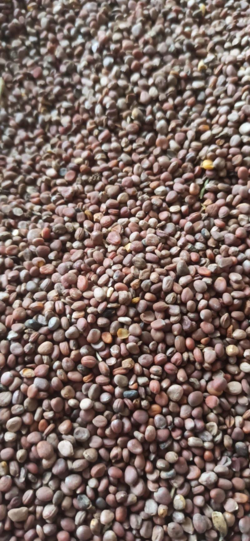 莱菔子炒莱菔子中药材批发莱菔子质量保证量大从优