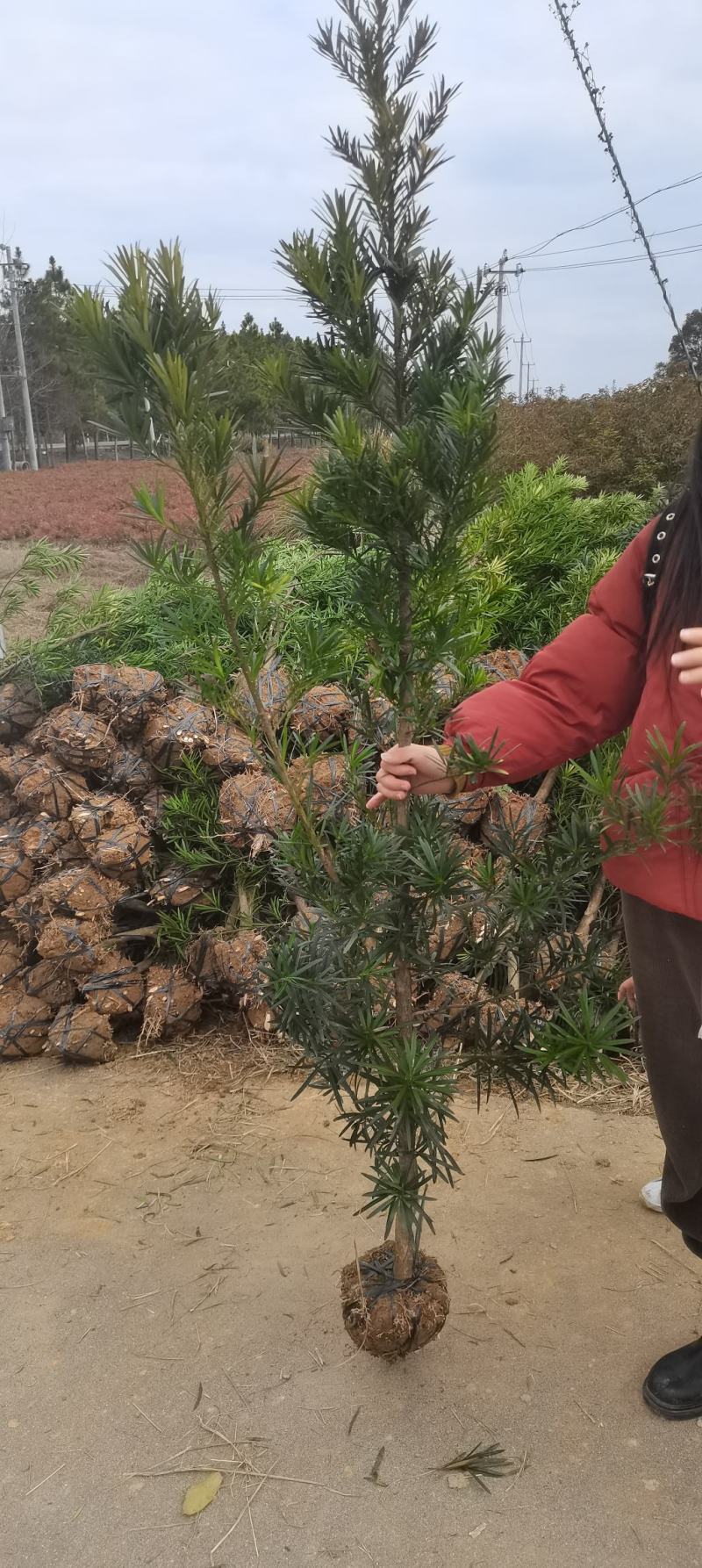 自家苗圃大量供应2公分罗汉松，大小规格齐全，基地主营树种
