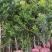 自家苗圃大量供应2公分罗汉松，大小规格齐全，基地主营树种