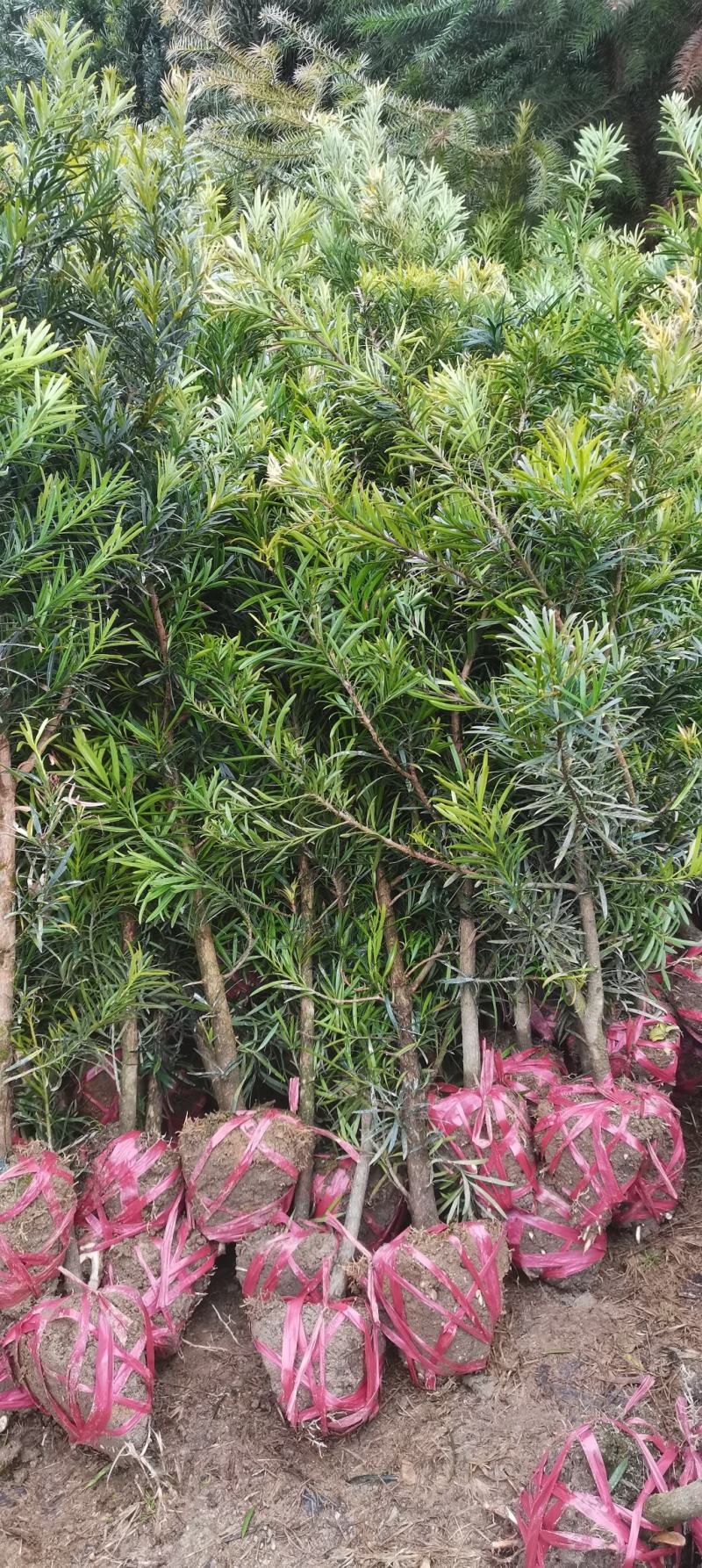 自家苗圃大量供应2公分罗汉松，大小规格齐全，基地主营树种