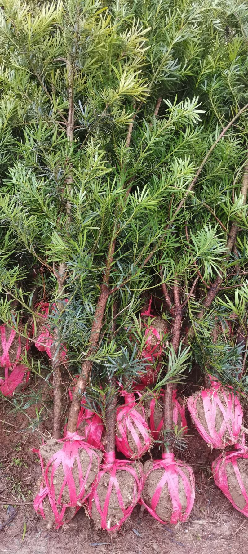 自家苗圃大量供应2公分罗汉松，大小规格齐全，基地主营树种