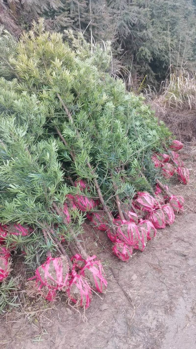 自家苗圃大量供应2公分罗汉松，大小规格齐全，基地主营树种