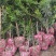 自家苗圃大量供应2公分罗汉松，大小规格齐全，基地主营树种