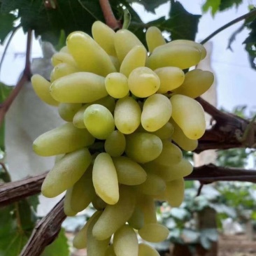 金手指葡萄苗《品种纯正》放心苗38年种植质壮苗纯