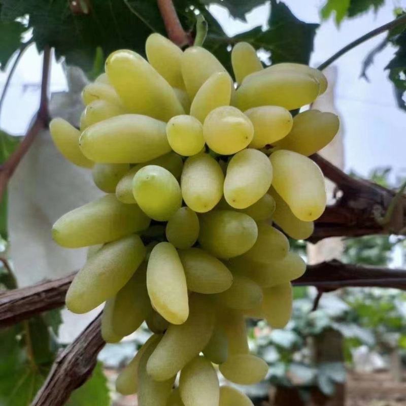 金手指葡萄苗《品种纯正》放心苗38年种植质壮苗纯