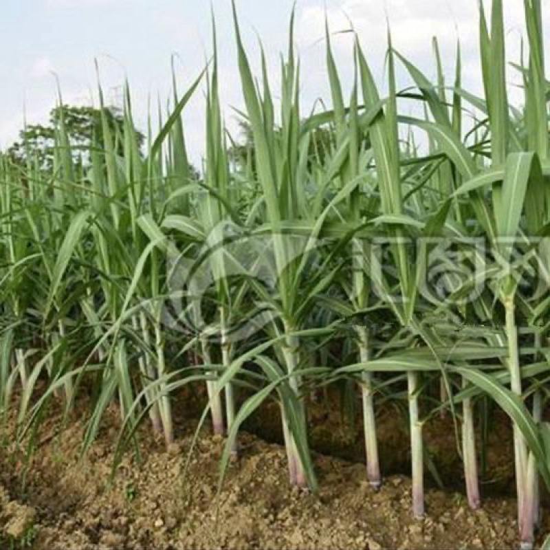 黑皮甘蔗苗种牙多易成活适合北方地区种植包技术指导