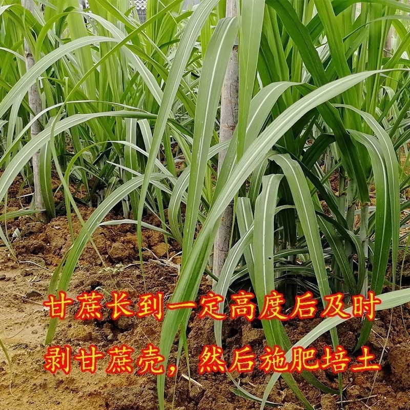 黑皮甘蔗苗种牙多易成活适合北方地区种植包技术指导