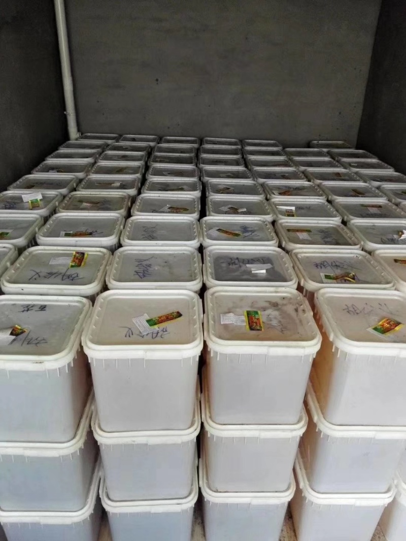 俄罗斯远东地区纯正白蜜【俄罗斯雪蜜】24年新货上架