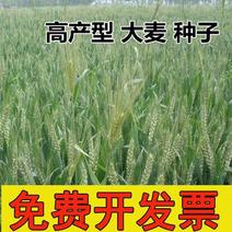 高产型大麦种子小麦燕麦青稞种子优质品种大田抗倒四季播种