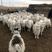 内蒙古白条羊，规格10斤到80斤都有货，鲜冻，质量保证
