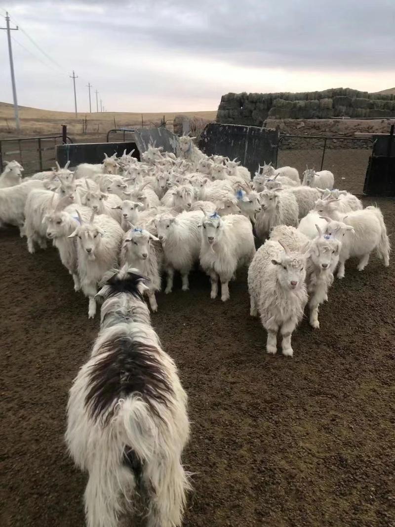 内蒙古白条羊，规格10斤到80斤都有货，鲜冻，质量保证