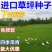 草坪种子草籽四季常青免修剪狗牙根马尼拉庭院护坡草皮草子种