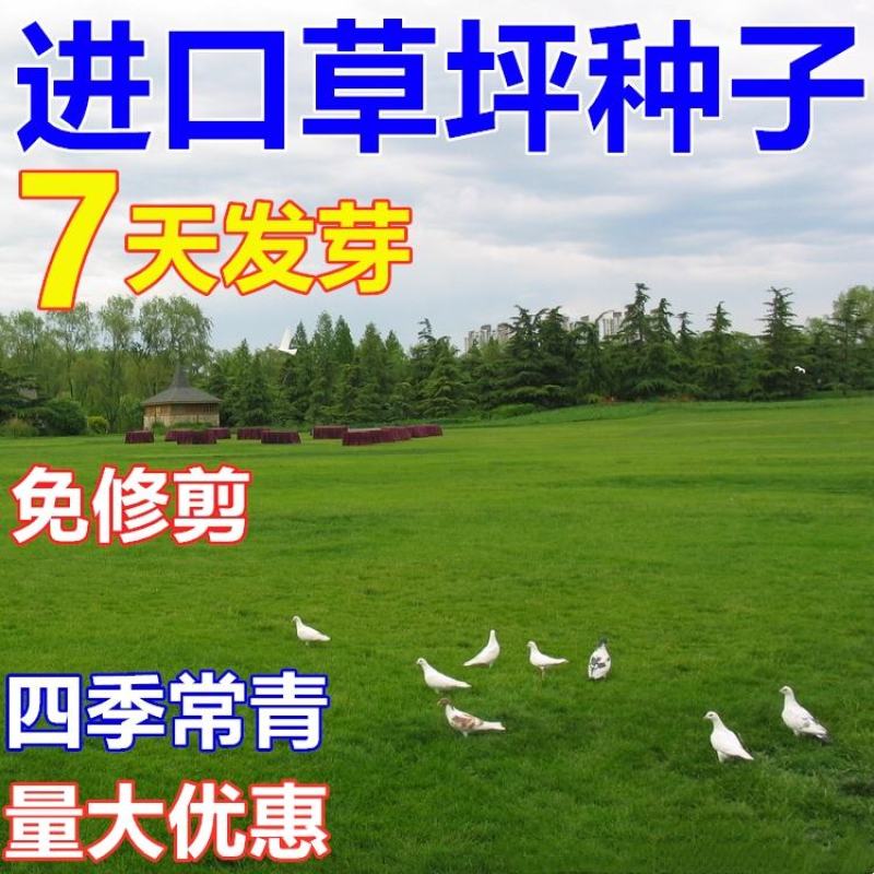草坪种子草籽四季常青免修剪狗牙根马尼拉庭院护坡草皮草子种