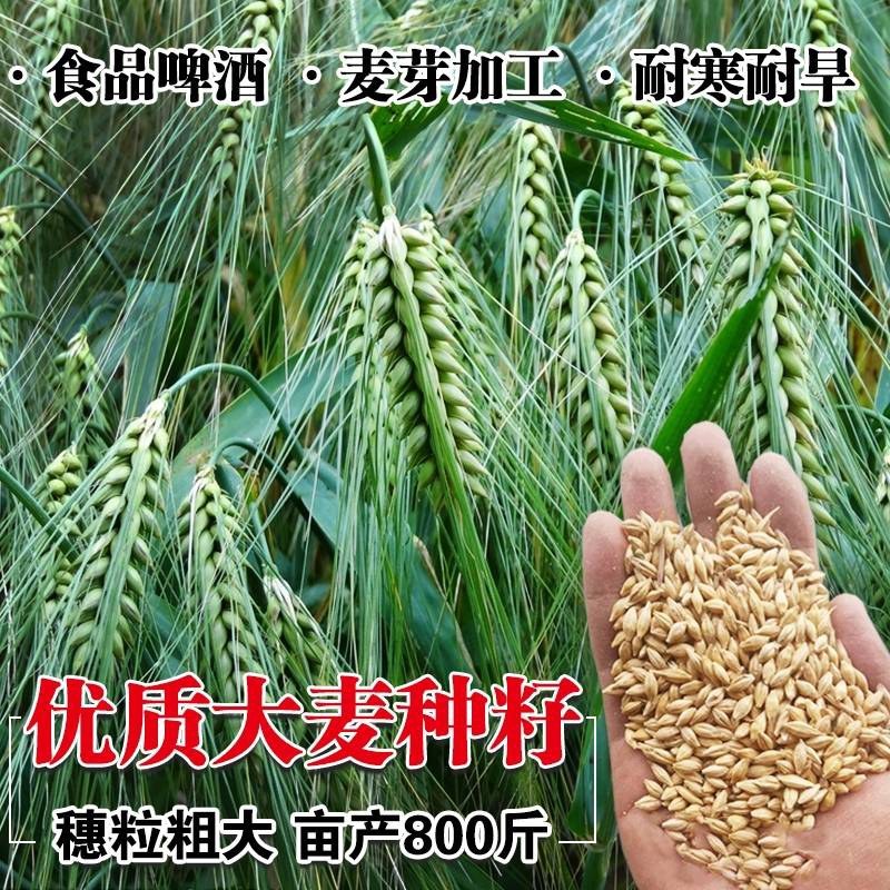 高产型大麦种子小麦燕麦青稞种子优质品种大田抗倒四季播种