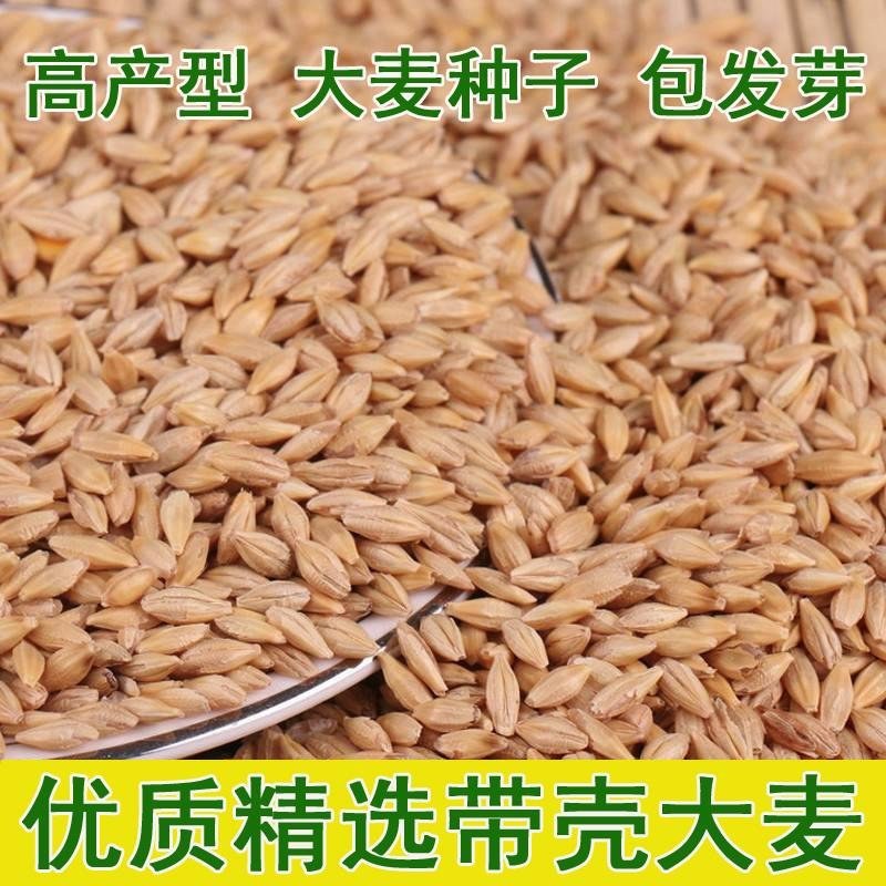 高产型大麦种子小麦燕麦青稞种子优质品种大田抗倒四季播种