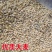 高产型大麦种子小麦燕麦青稞种子优质品种大田抗倒四季播种