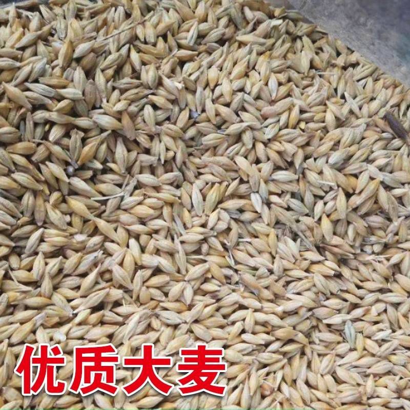高产型大麦种子小麦燕麦青稞种子优质品种大田抗倒四季播种
