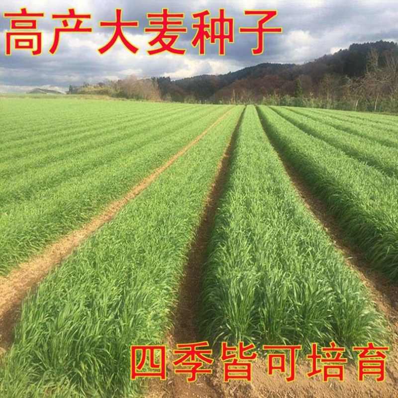 高产型大麦种子小麦燕麦青稞种子优质品种大田抗倒四季播种