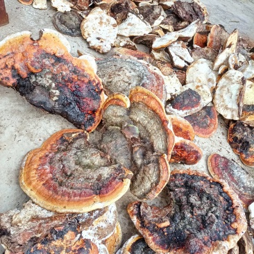 松树舌，松树灵芝生长在松树上产地直发一手货源欢迎选购