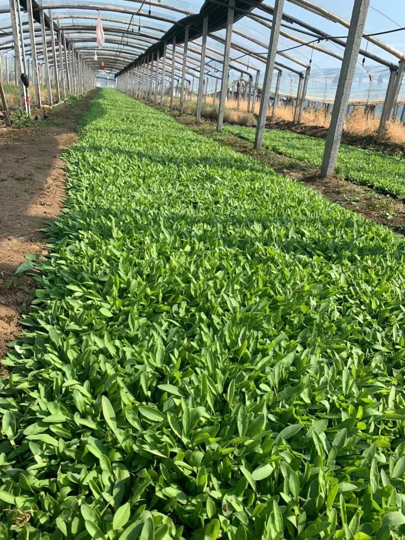 金鸡菊金鸡菊苗大花金鸡菊农户直供万基地直供