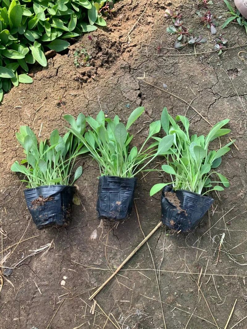 金鸡菊金鸡菊苗大花金鸡菊农户直供万基地直供